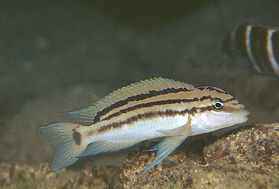 Chalinochromis popelini 'Cape Tembwe'